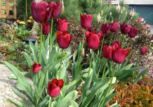 My old faithful burgundy tulips have withstood the squirrels another year.