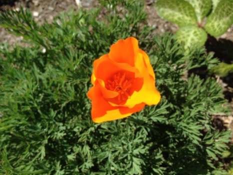 The first California poppy of the season. I know these are thought of as weeds; I can't bear to pull a single one out.